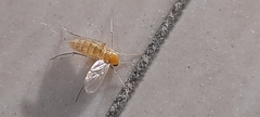 Diptera
