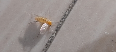 Diptera