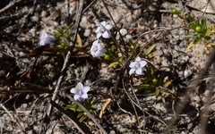 Microcodon