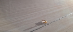 Diptera