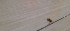 Diptera