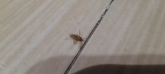 Diptera