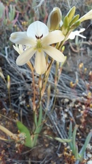 Tritonia pallida