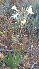 Tritonia pallida