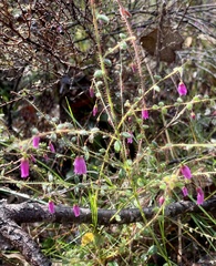 Tetratheca hispidissima