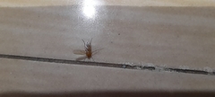 Diptera