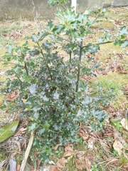 Ilex aquifolium