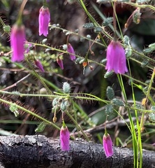 Tetratheca hispidissima