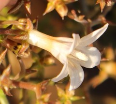 Wahlenbergia decipiens
