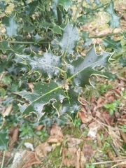 Ilex aquifolium