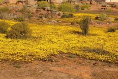 Rhynchopsidium pumilum