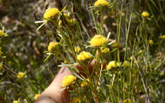 Leucadendron cinereum