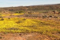 Rhynchopsidium pumilum