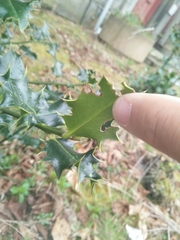 Ilex aquifolium