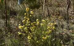 Leucadendron cinereum