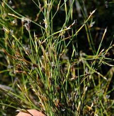 Restio longiaristatus