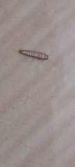 Lepisma
