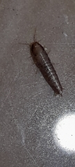 Lepisma