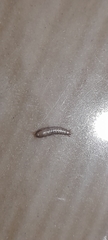Lepisma
