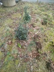 Ilex aquifolium