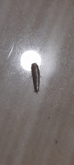 Lepisma