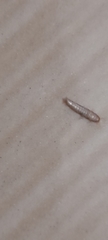 Lepisma