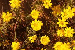 Rhynchopsidium pumilum