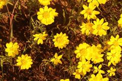 Rhynchopsidium pumilum