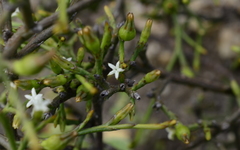 Thesium euphrasioides