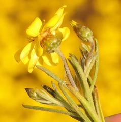 Rhynchopsidium pumilum