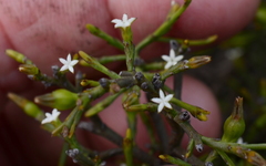 Thesium euphrasioides