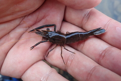 Macrobrachium asperulum