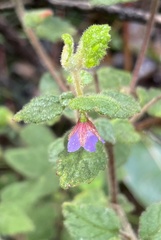 Tremandra stelligera