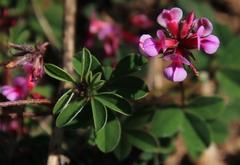 Indigofera dodii