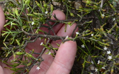 Thesium euphrasioides