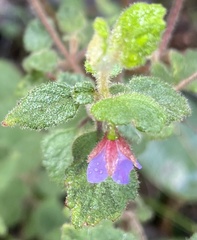 Tremandra stelligera