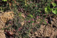 Indigofera dodii