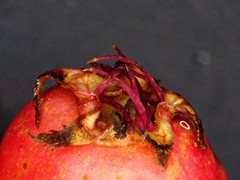 Crataegus macrosperma