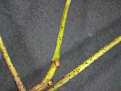 Crataegus macrosperma