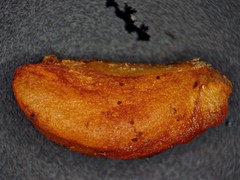 Crataegus macrosperma