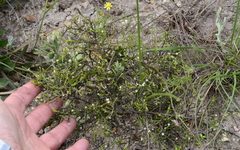 Thesium euphrasioides