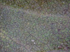 Crataegus macrosperma