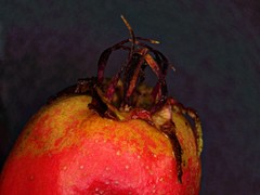 Crataegus macrosperma