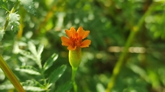 Tagetes lunulata