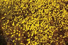 Rhynchopsidium pumilum