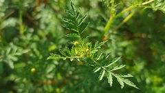 Tagetes lunulata
