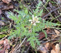 Petrophile diversifolia