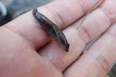 Rhinogobius candidianus