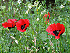 Papaver arenarium