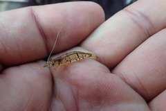 Neocaridina ketagalan